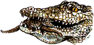 Крокодил, переносящий детенышей